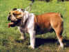 dog_3.jpg (51400 bytes)