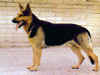 dog_79.jpg (39856 bytes)